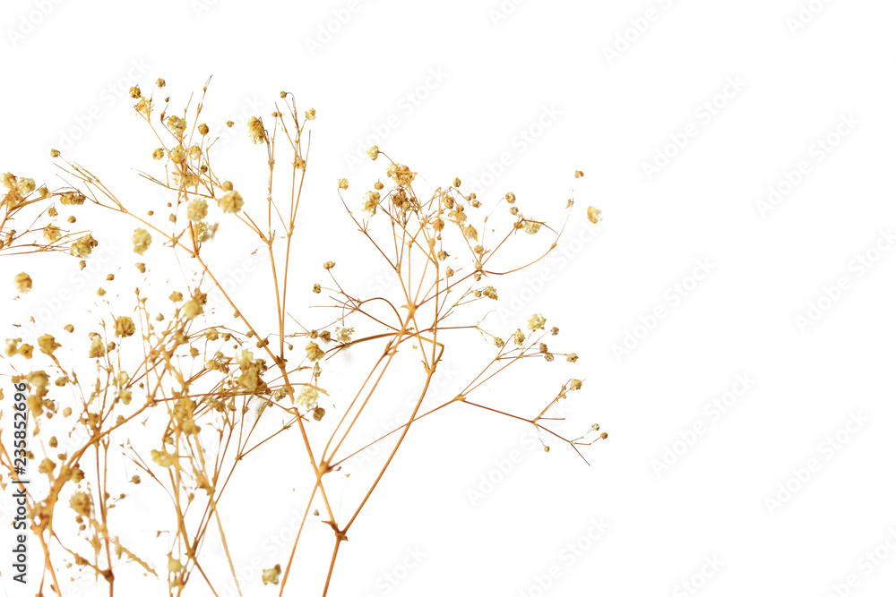 Dry grass flower on white background