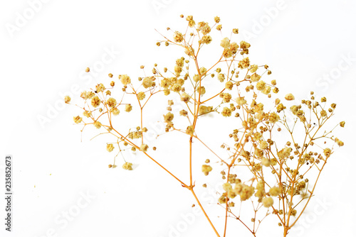 Fototapeta Naklejka Na Ścianę i Meble -  Dry grass flower on white background