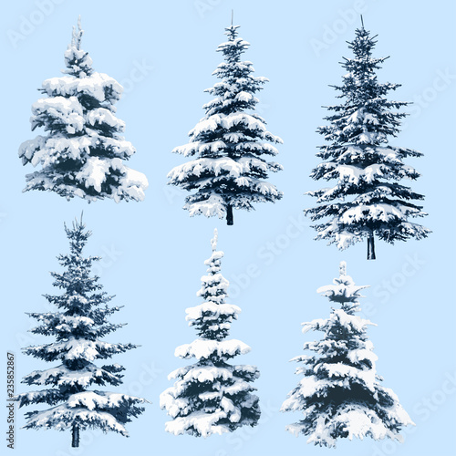 Set of Pine Trees