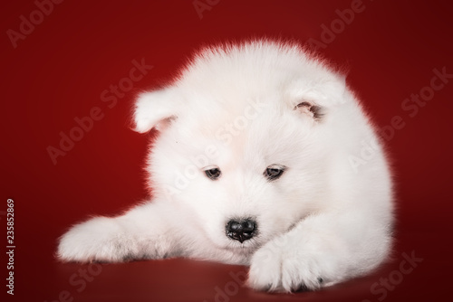 Cute small samoyed puppy studio © Alexandra