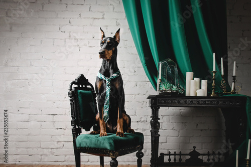 Dog breed Doberman sitting in a beautiful classic interior