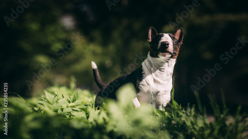 miniature bull terrier outside playing
