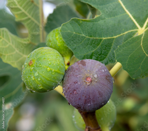 Figs covered with water drops on the tree