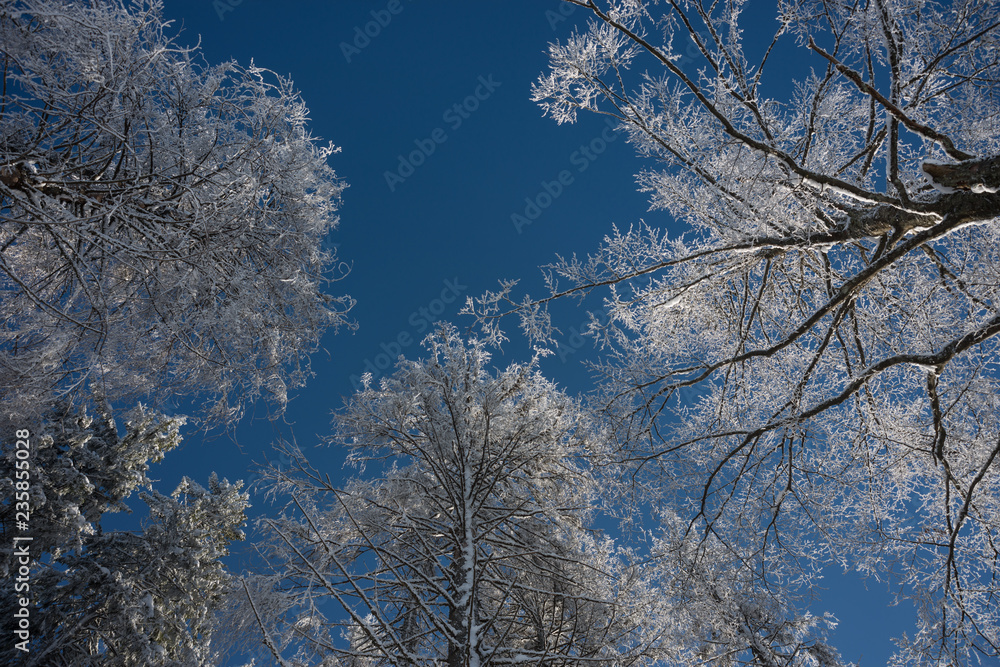 Frosted trees against blue sky bakground