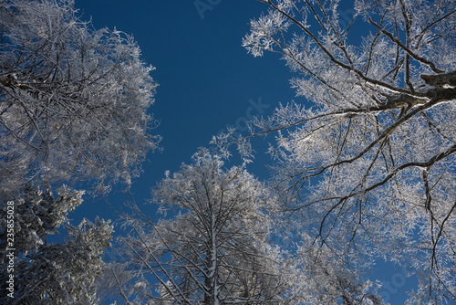 Frosted trees against blue sky bakground © ggaallaa