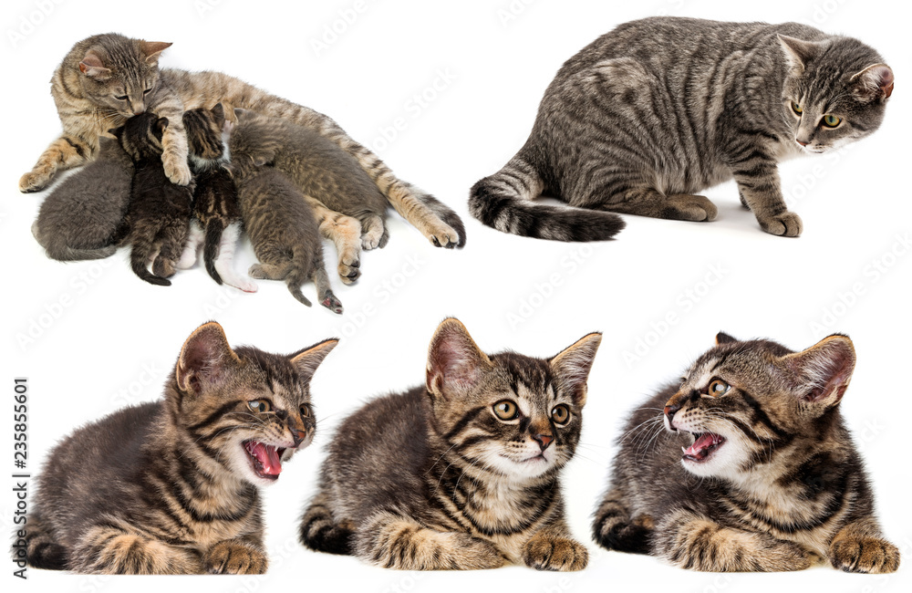 cat family - cat and her kittens cat family - cat and her kittens
