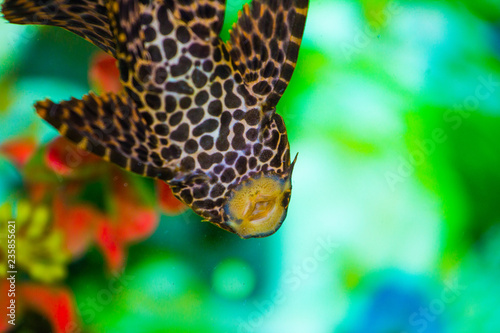 decorative catfish in the aquarium photo