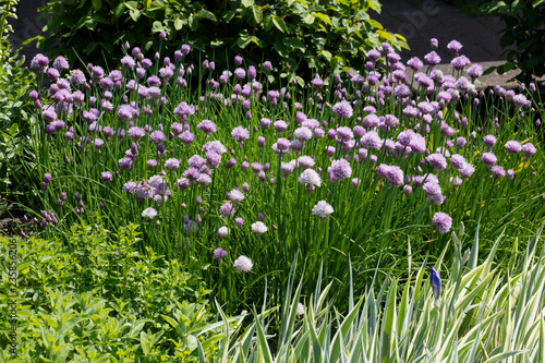 Blühender Schnittlauch