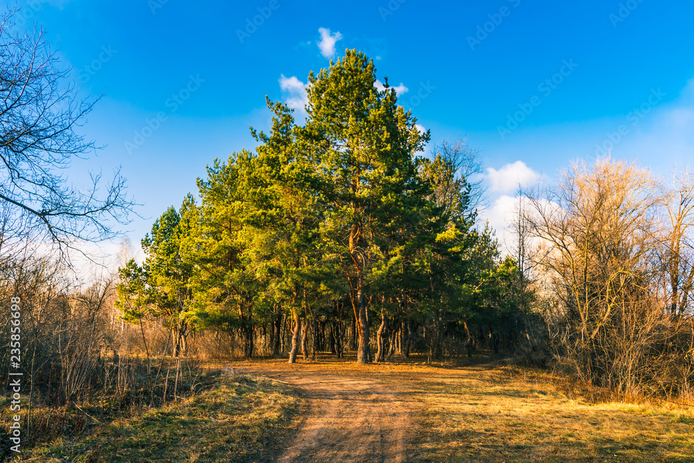 Landscape woodland - pine grove on a sunny autumn day