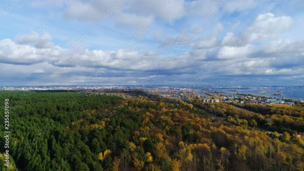 upper pine and birch wood and city under sky with clouds upper pine and birch wood and city under sky with clouds
