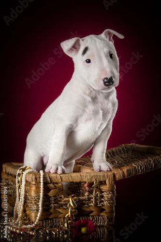 miniature bull terrier puppy studio composition