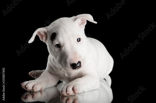 miniature bull terrier puppy studio