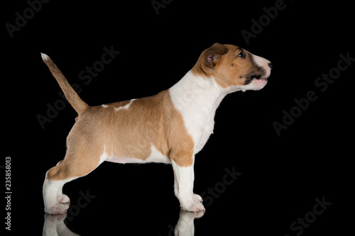 miniature bull terrier puppy studio