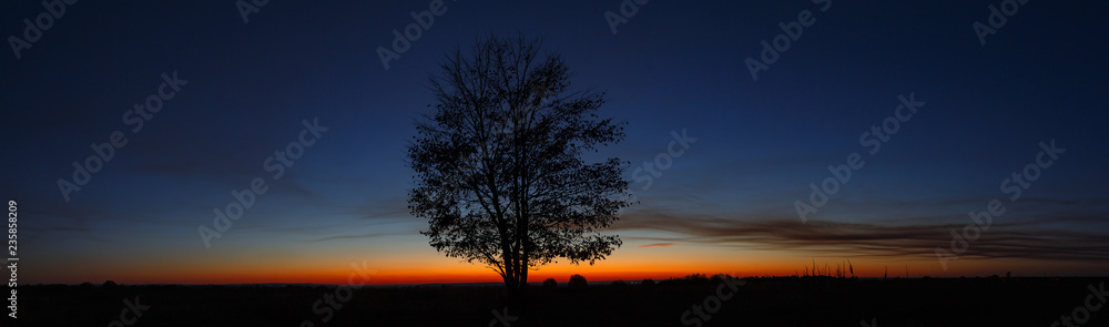 Panoramic landscape with a tree on the background of a cloudless sky during sunset.