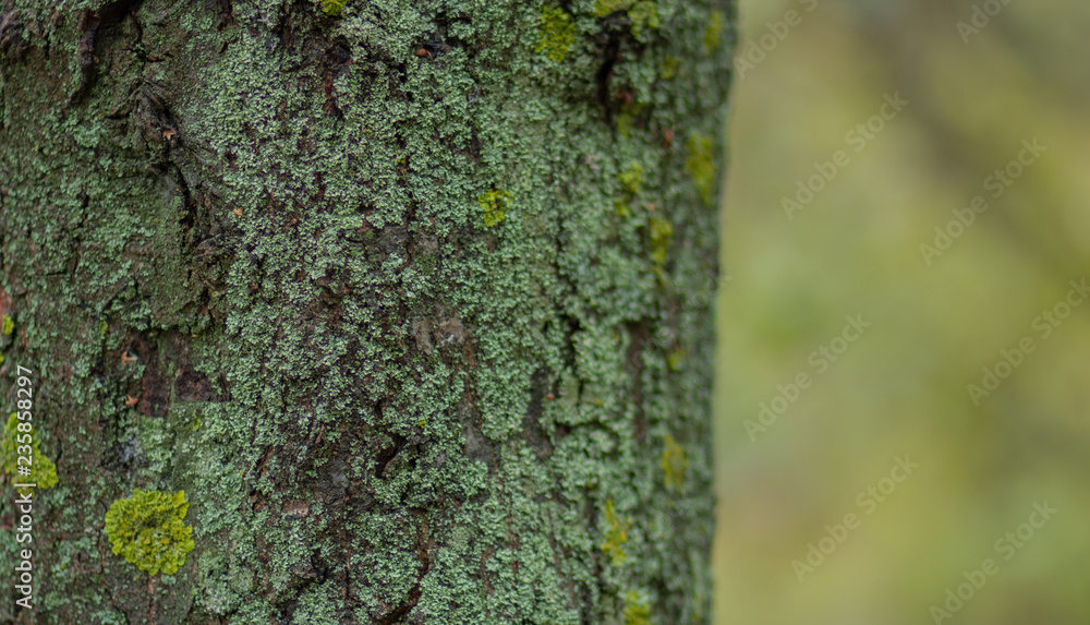 green moss on a tree green moss on a tree