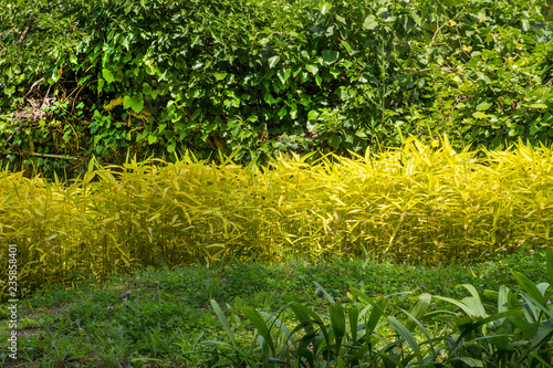 symphony of greens, botanical girdino photo