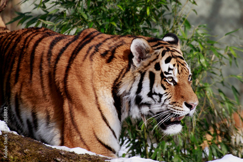 Sibirische Tiger  Panthera tigris altaica  oder Amurtiger 