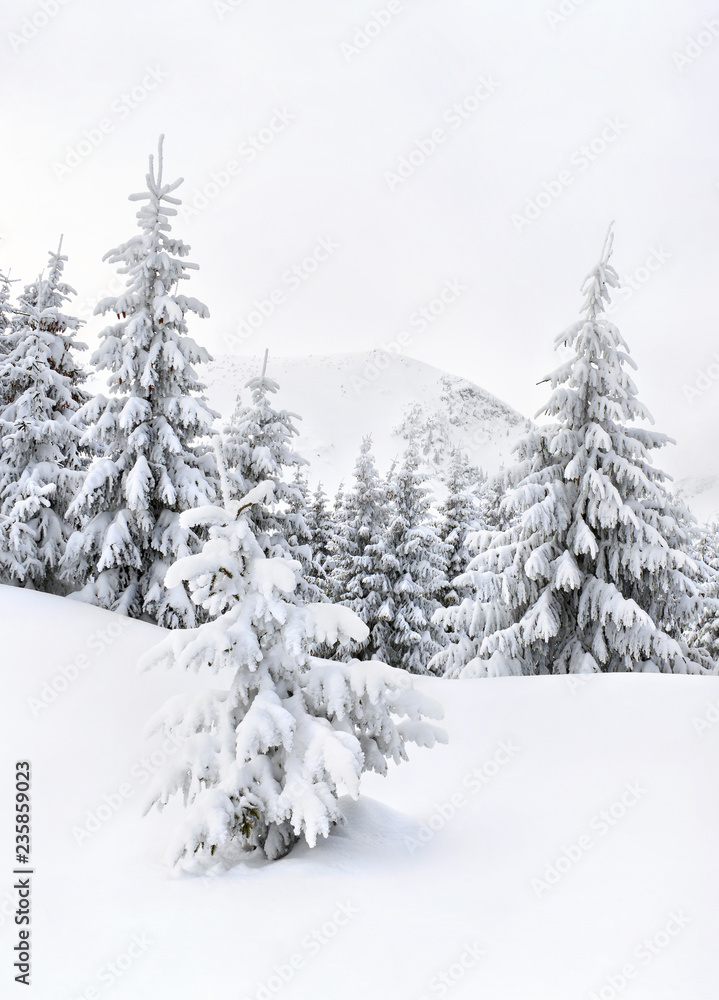 Winter landscape of mountains in fir tree forest and glade in snow. Carpathian mountains Winter landscape of mountains in fir tree forest and glade in snow. Carpathian mountains