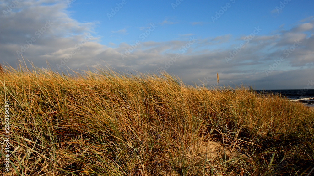Fototapeta premium Clump Of Grass In Autumn With Cloudy Sky On Baltic Seaside In Germany