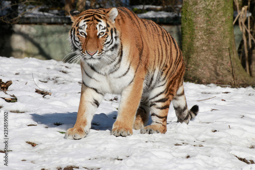 Sibirische Tiger (Panthera tigris altaica), im Schnee