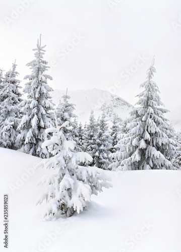 Zimowy krajobraz gór w lesie jodły i polany w śniegu. Góry Karpaty