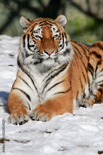 Sibirische Tiger (Panthera tigris altaica), im Schnee
