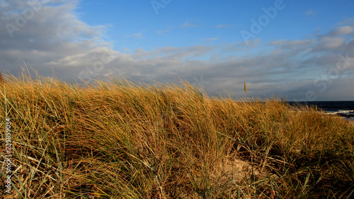 Clump Of Grass In Autumn With Cloudy Sky On Baltic Seaside In Germany