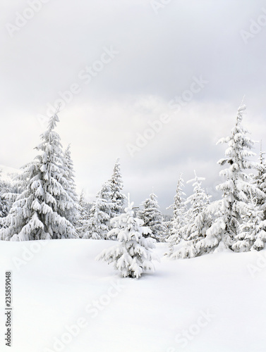 Winter landscape of mountains in fir forest and glade in snow © Anastasiia Malinich