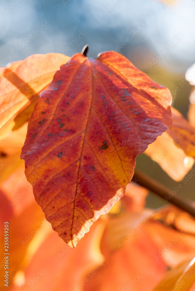 Obraz premium Autumn Leaves