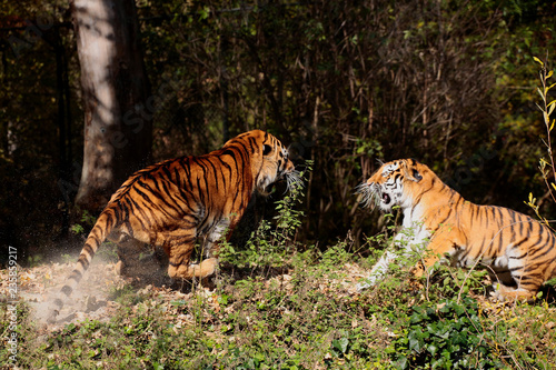 Sibirische Tiger (Panthera tigris altaica) oder Amurtiger, Paar
