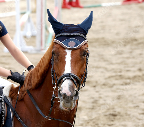 Sport horse portrait during dressage competition