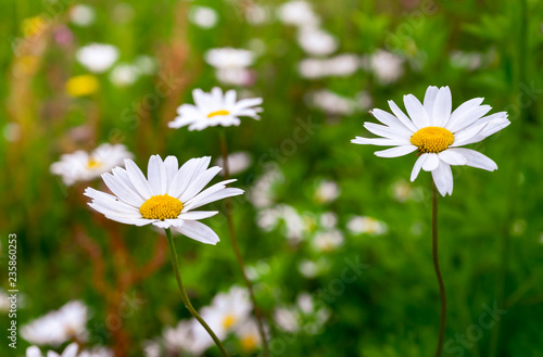 Wild Daisies in Meadow