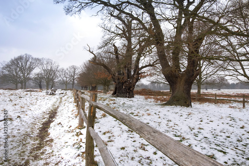 Wooden fence and big majestic trees on a winter day, in Richmond Park, Uk. photo