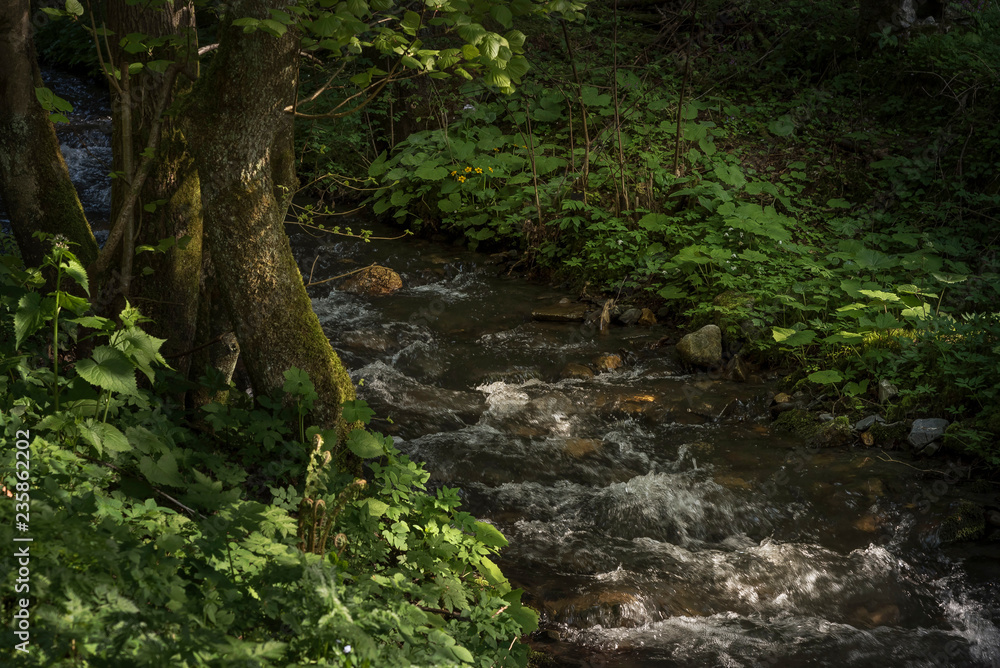 Bach im Wald