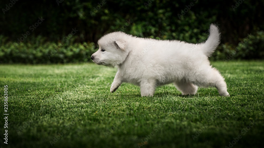 white swiss shepherd small puppy outside