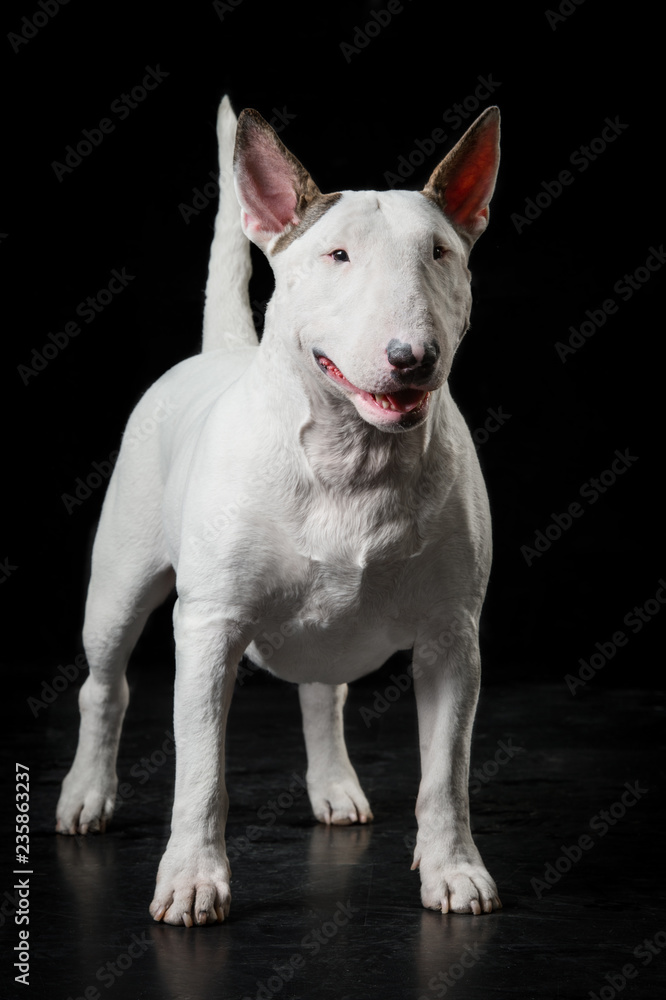 English bull terrier studio