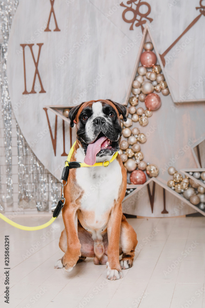 Boxer dog breed sitting in the background of Christmas holidays decorations