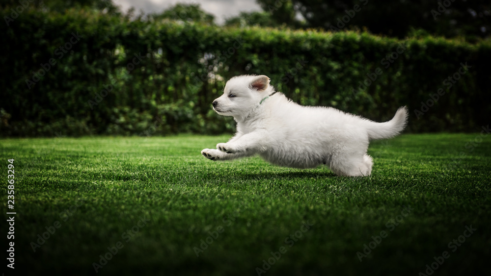 white swiss shepherd small puppy outside white swiss shepherd small puppy outside