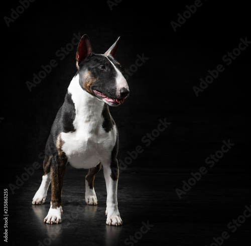 English bull terrier studio photo