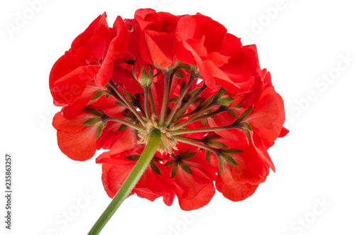 Fototapeta Naklejka Na Ścianę i Meble -  Geranie aus der Froschperspektive