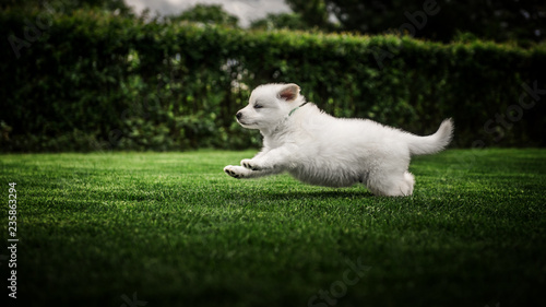 white swiss shepherd small puppy outside © Alexandra