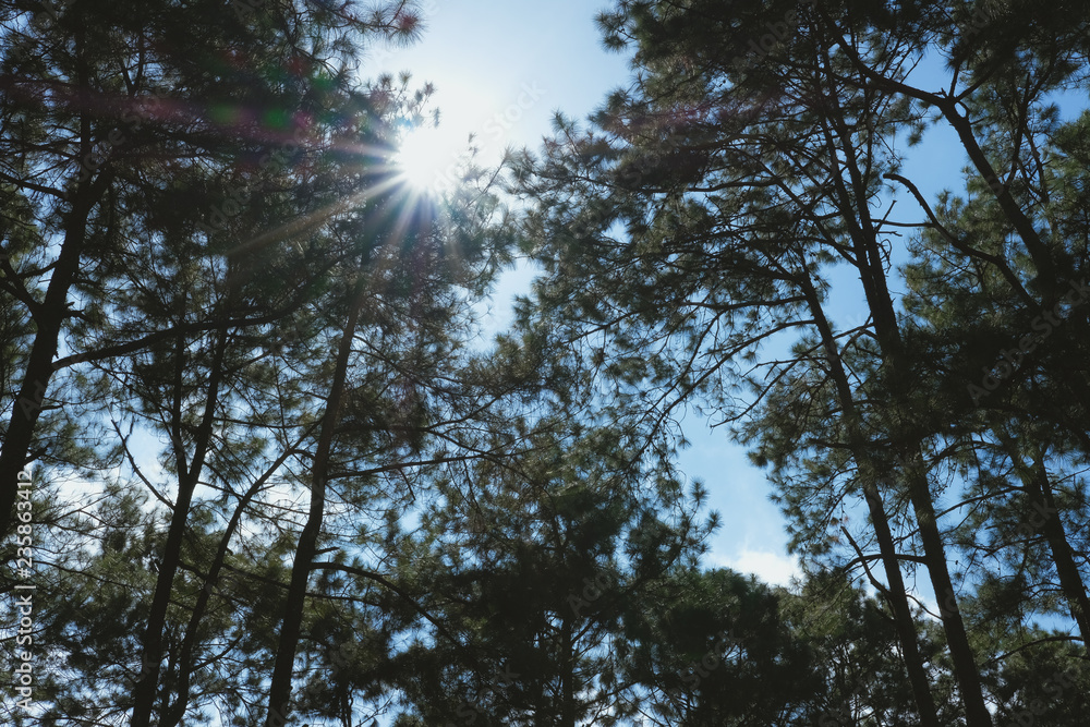 Obraz premium pine tree trunk in coniferous forest