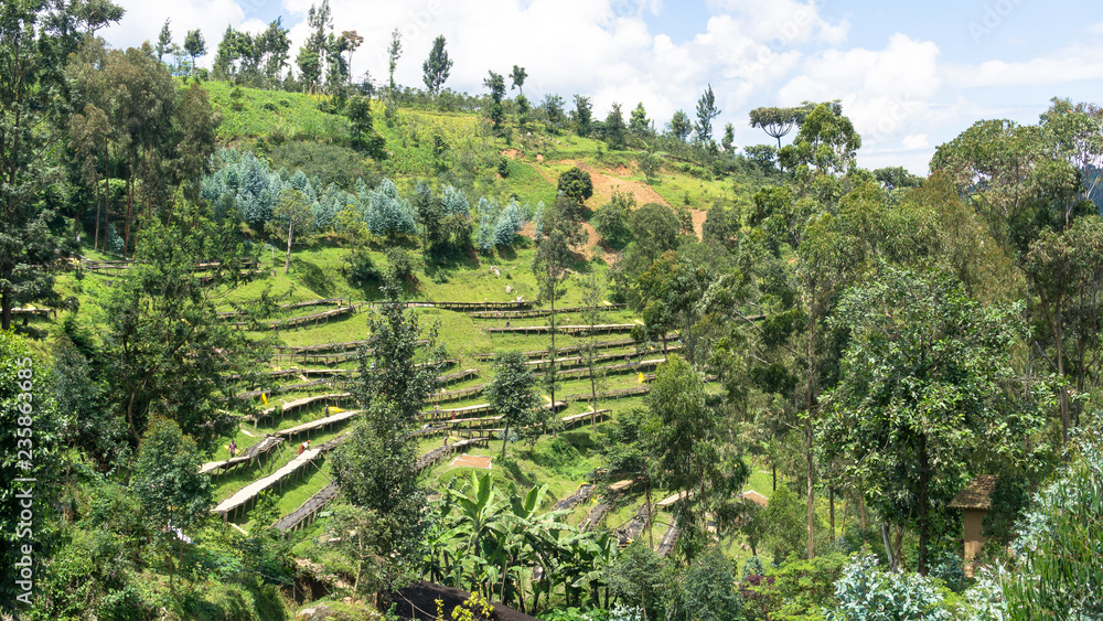 Coffee Plantation: Rwanda's Rich Harvest Amidst Verdant Mountains