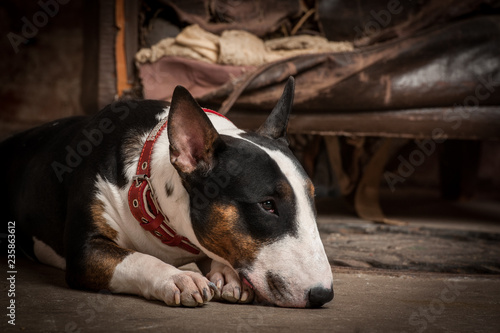 English bull terrier studio