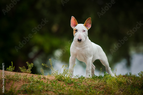 standard english bull terrier puppy outsie