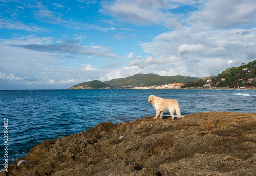 Golden Retriever on Rocks Looking out on the Mediterranean Sea in Italy