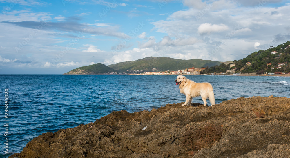 Obraz premium Golden Retriever on Rocks Looking out on the Mediterranean Sea in Italy