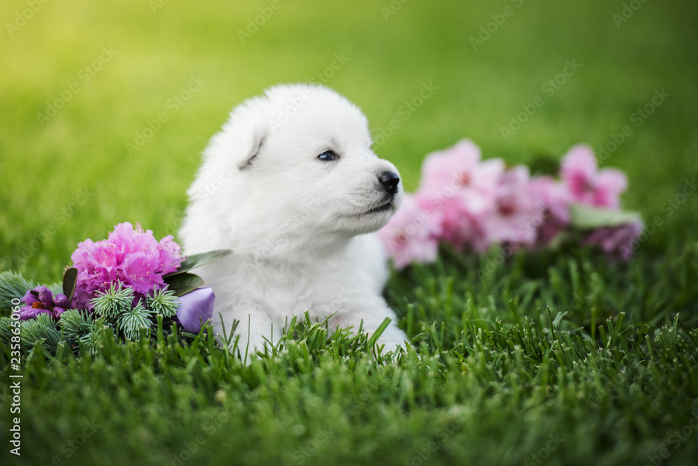 white swiss shepherd small puppy outside white swiss shepherd small puppy outside