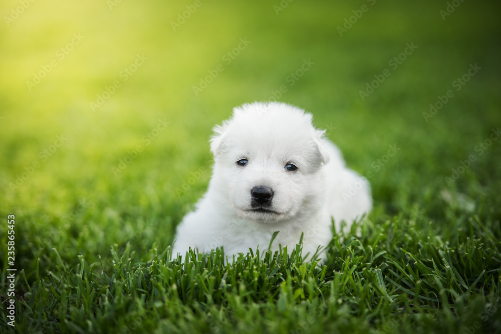 white swiss shepherd small puppy outside white swiss shepherd small puppy outside