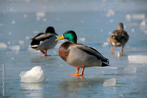 Stockente (Anas platyrhynchos) auf dem Eis photo